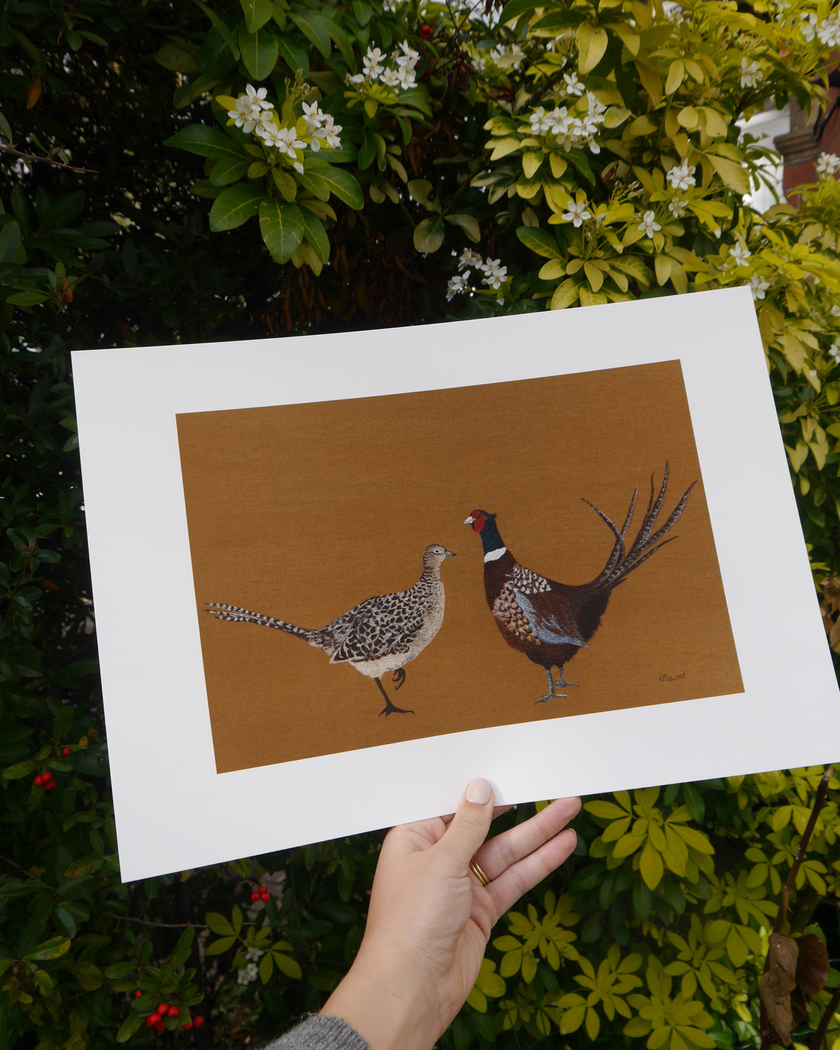 Mr & Mrs Pheasant Art Print