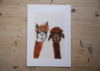 Alpacas Art Print