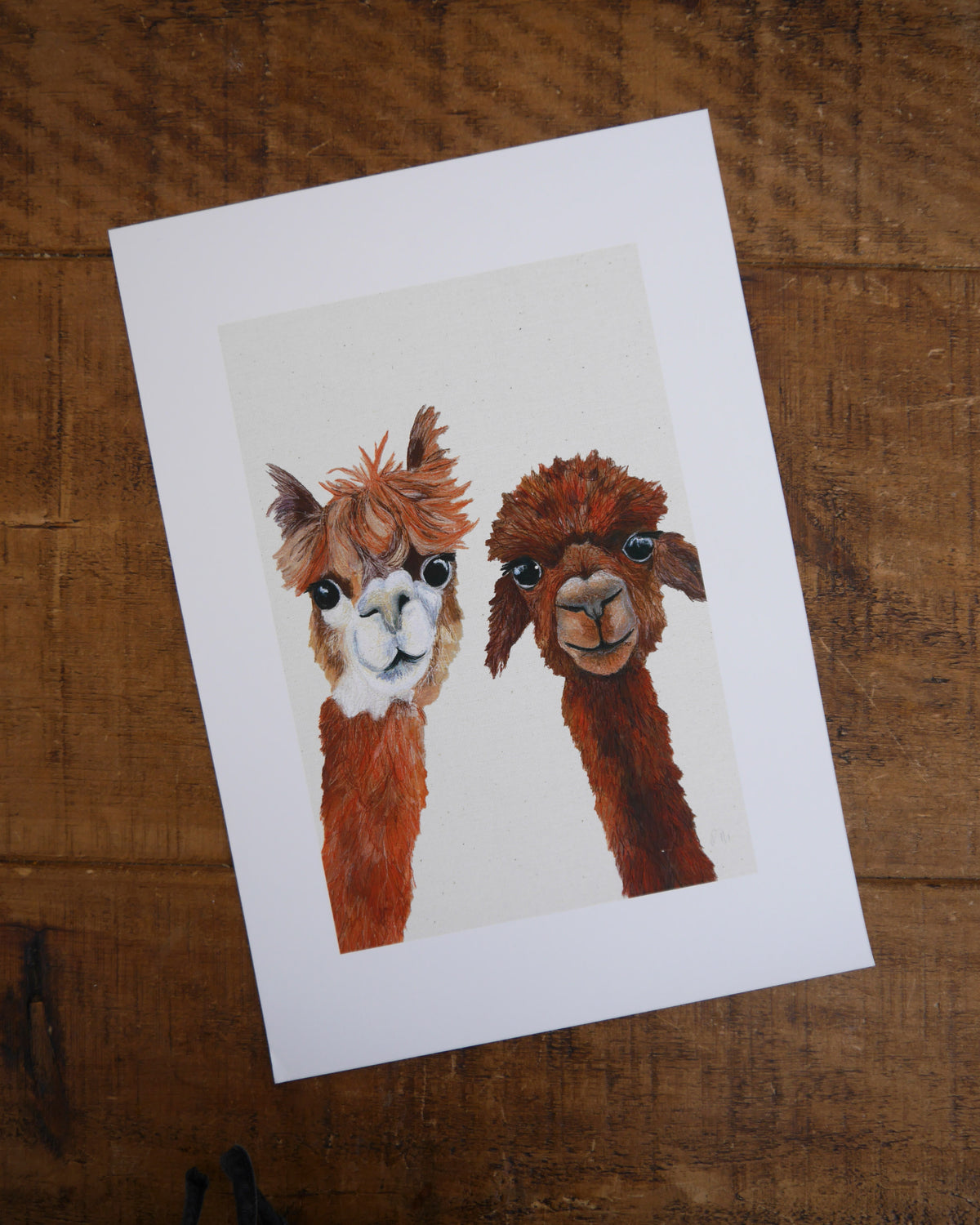 Alpacas Art Print