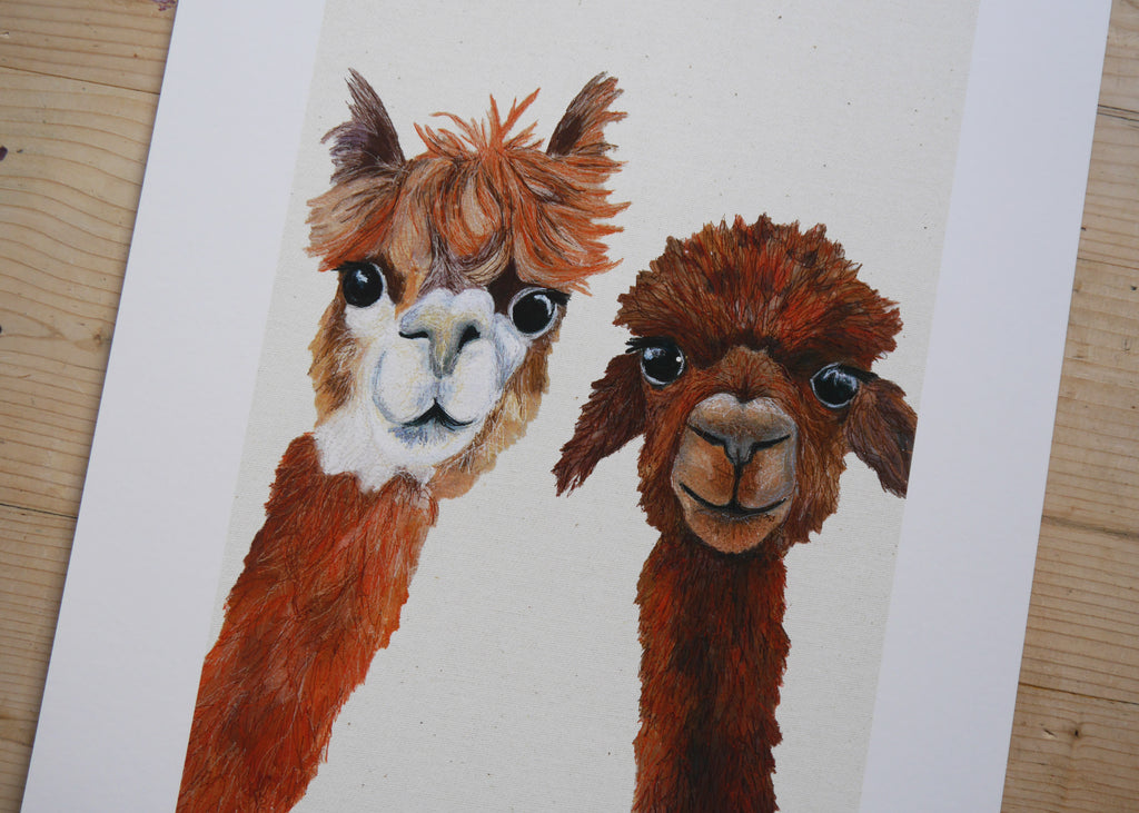 Alpacas Art Print