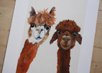 Alpacas Art Print