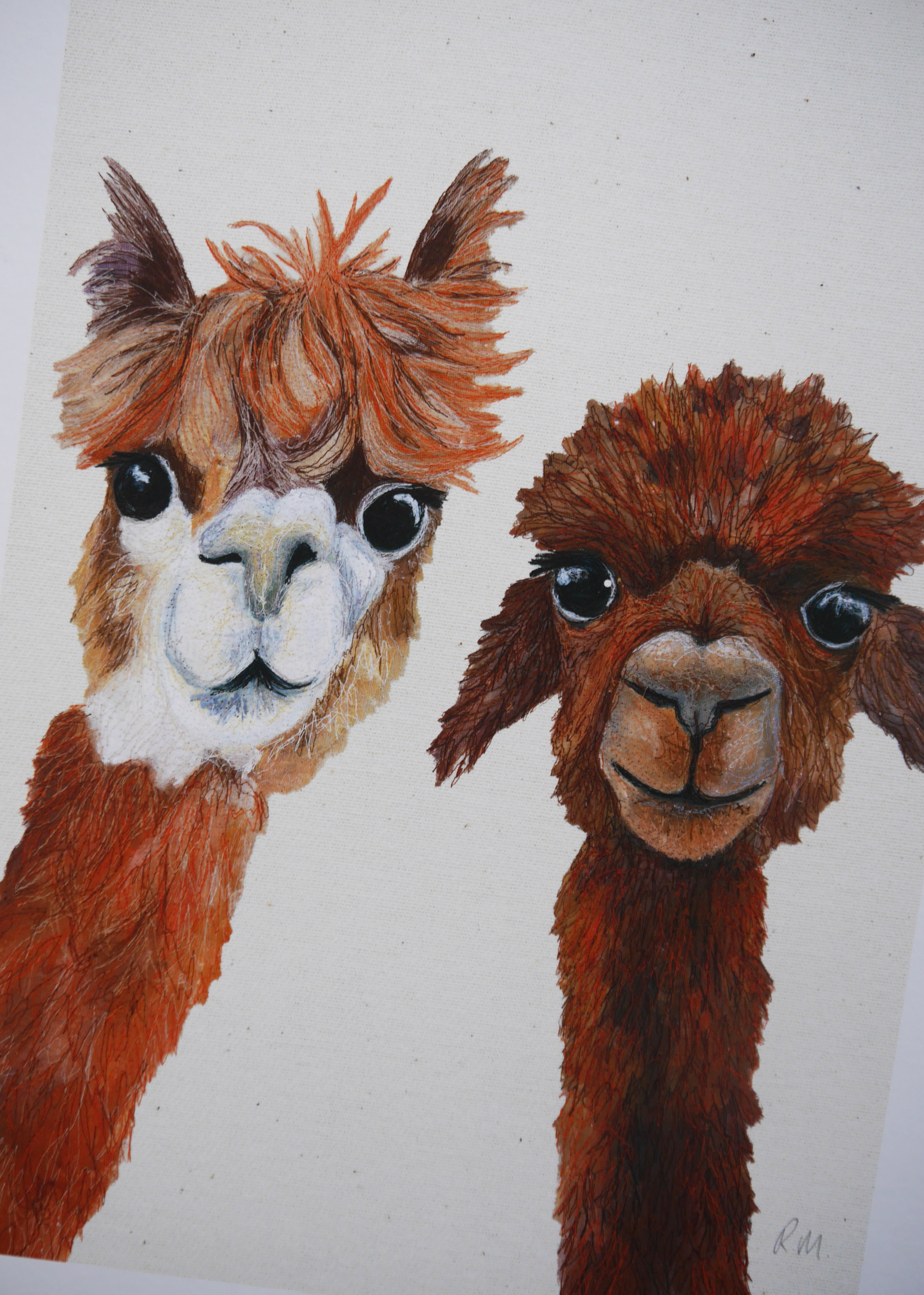 Alpacas Art Print