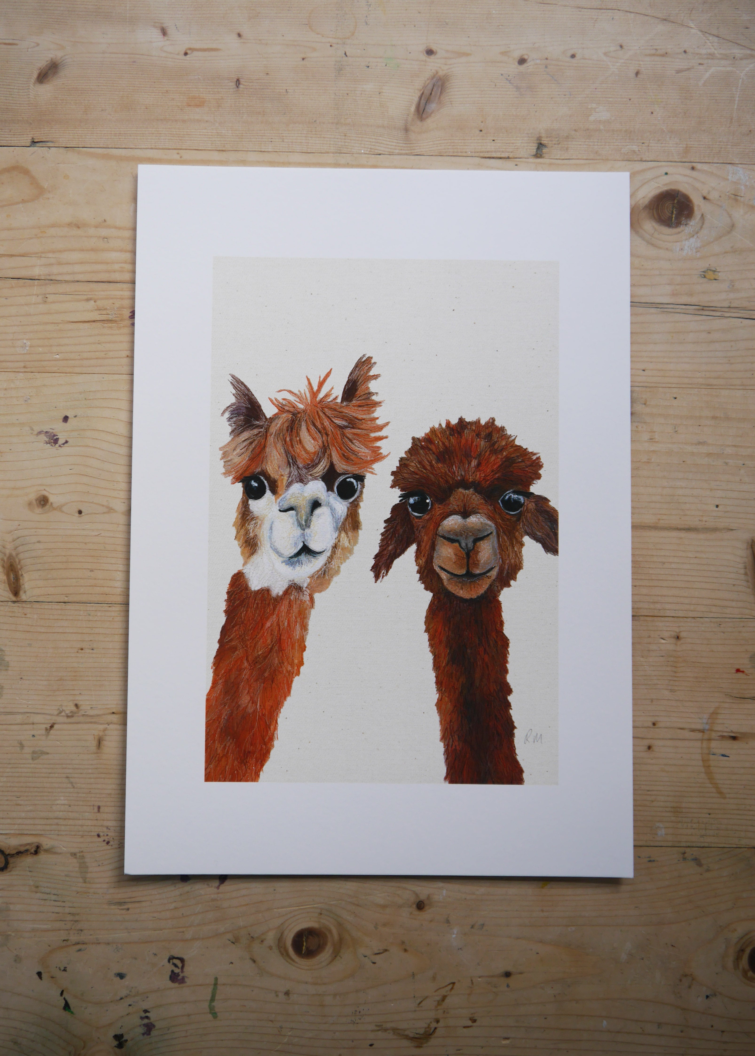Alpacas Art Print