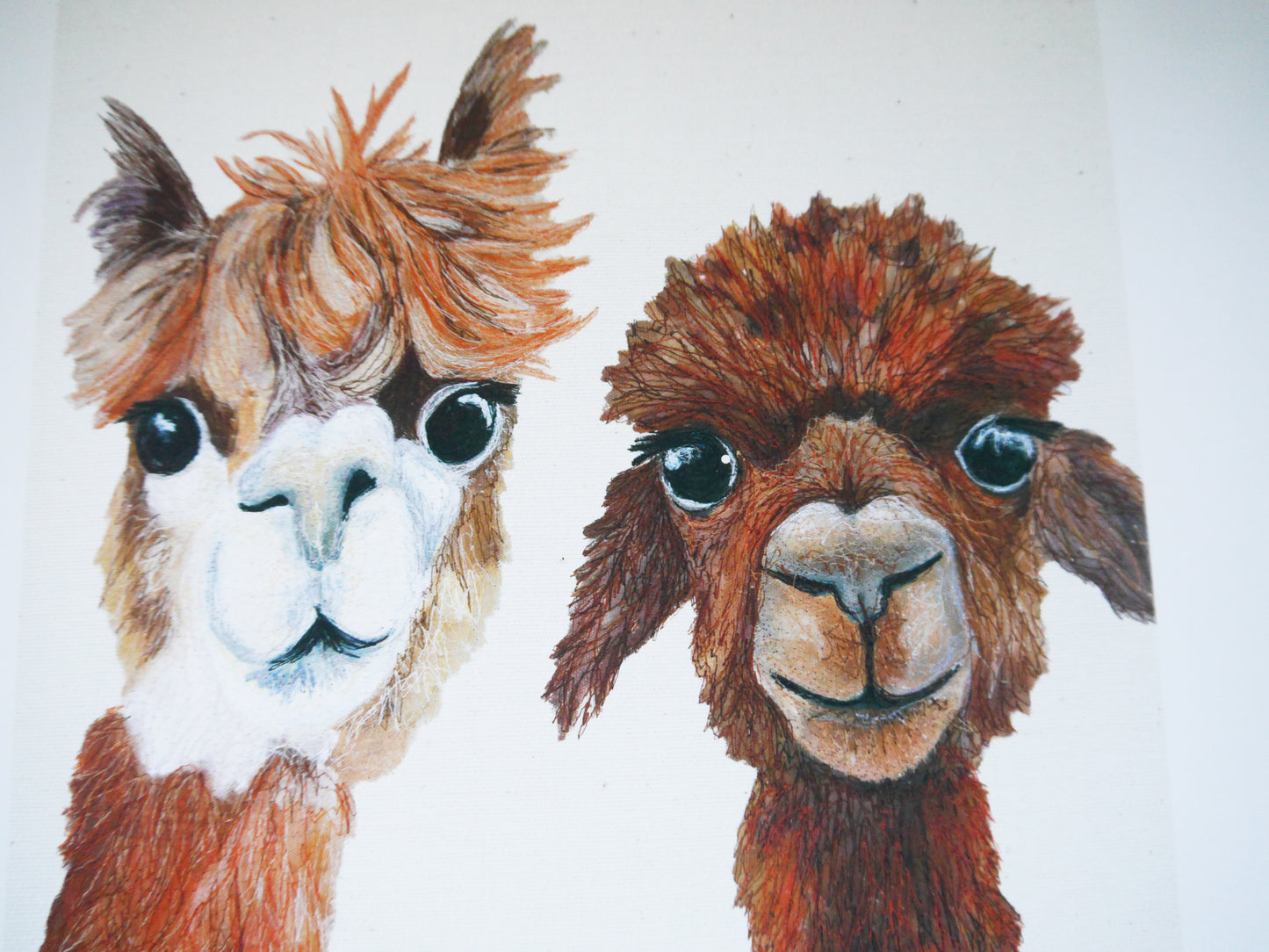 Alpacas Art Print