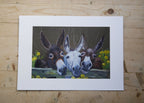 Donkeys Art Print