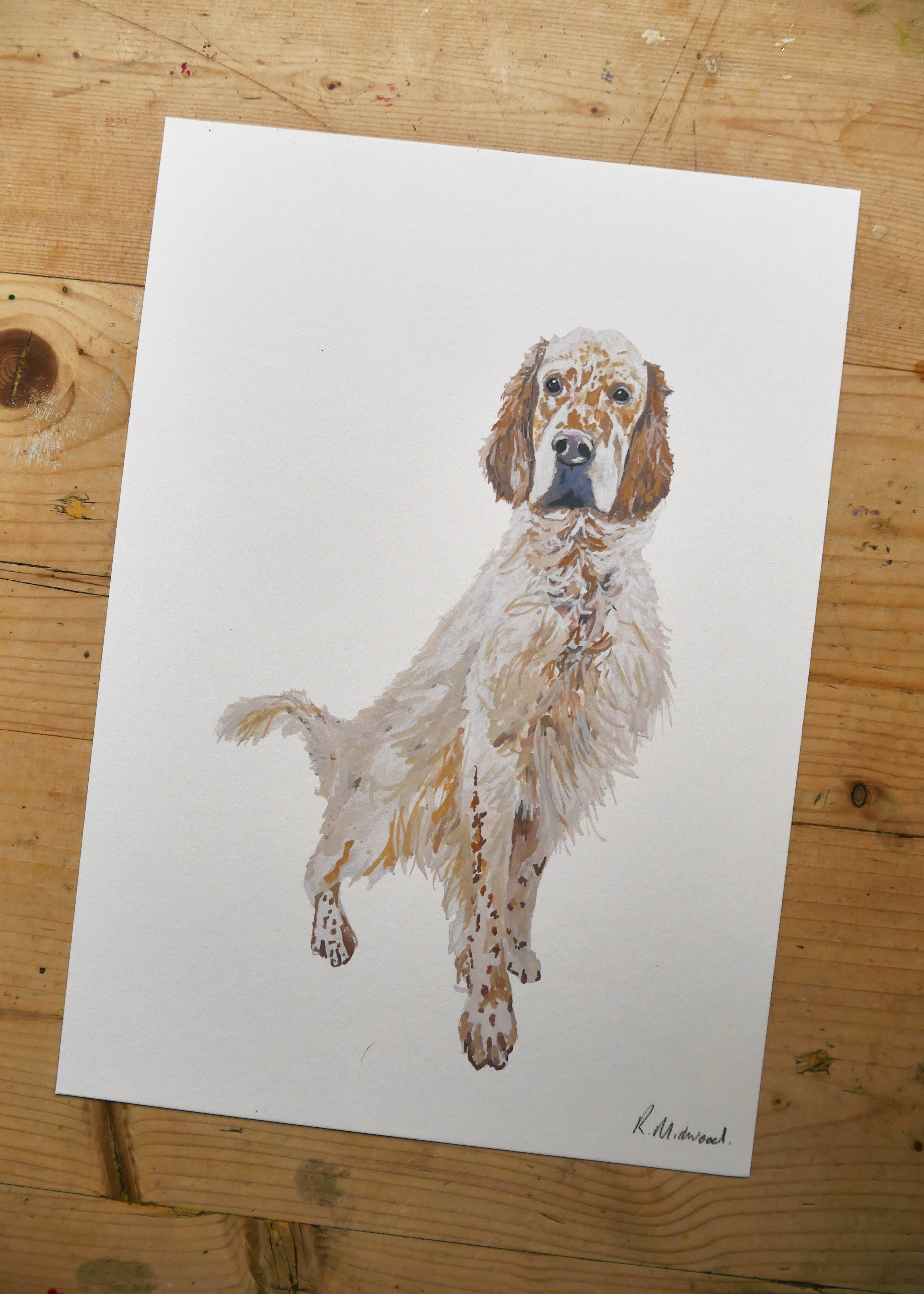 English Setter Dog Print