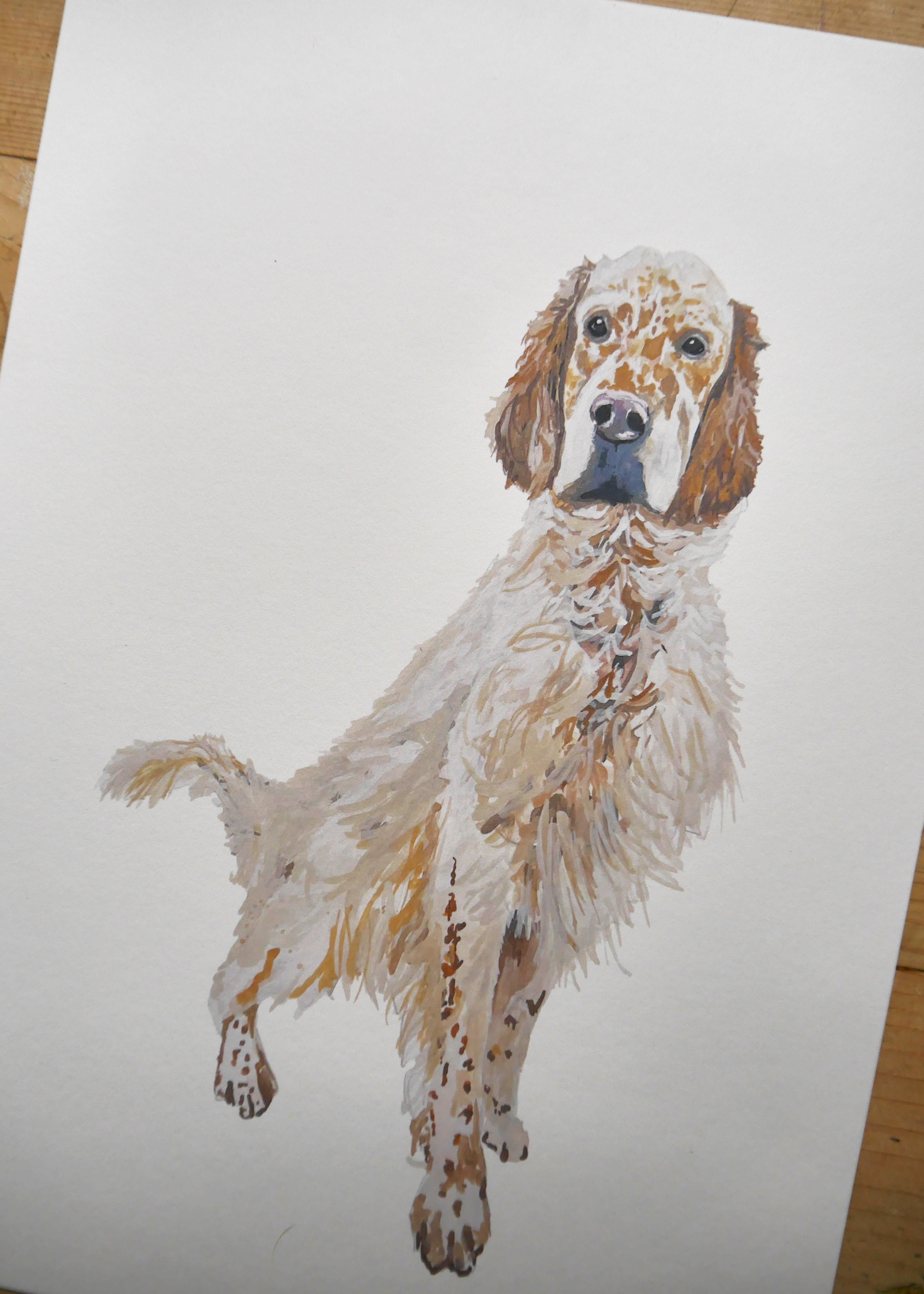English Setter Dog Print