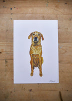 Golden Labrador Dog Print