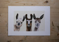 Llamas Art Print