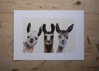 Llamas Art Print