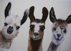 Llamas Art Print