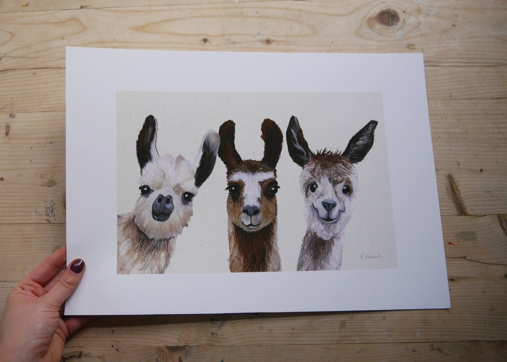 Llamas Art Print