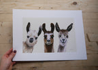 Llamas Art Print