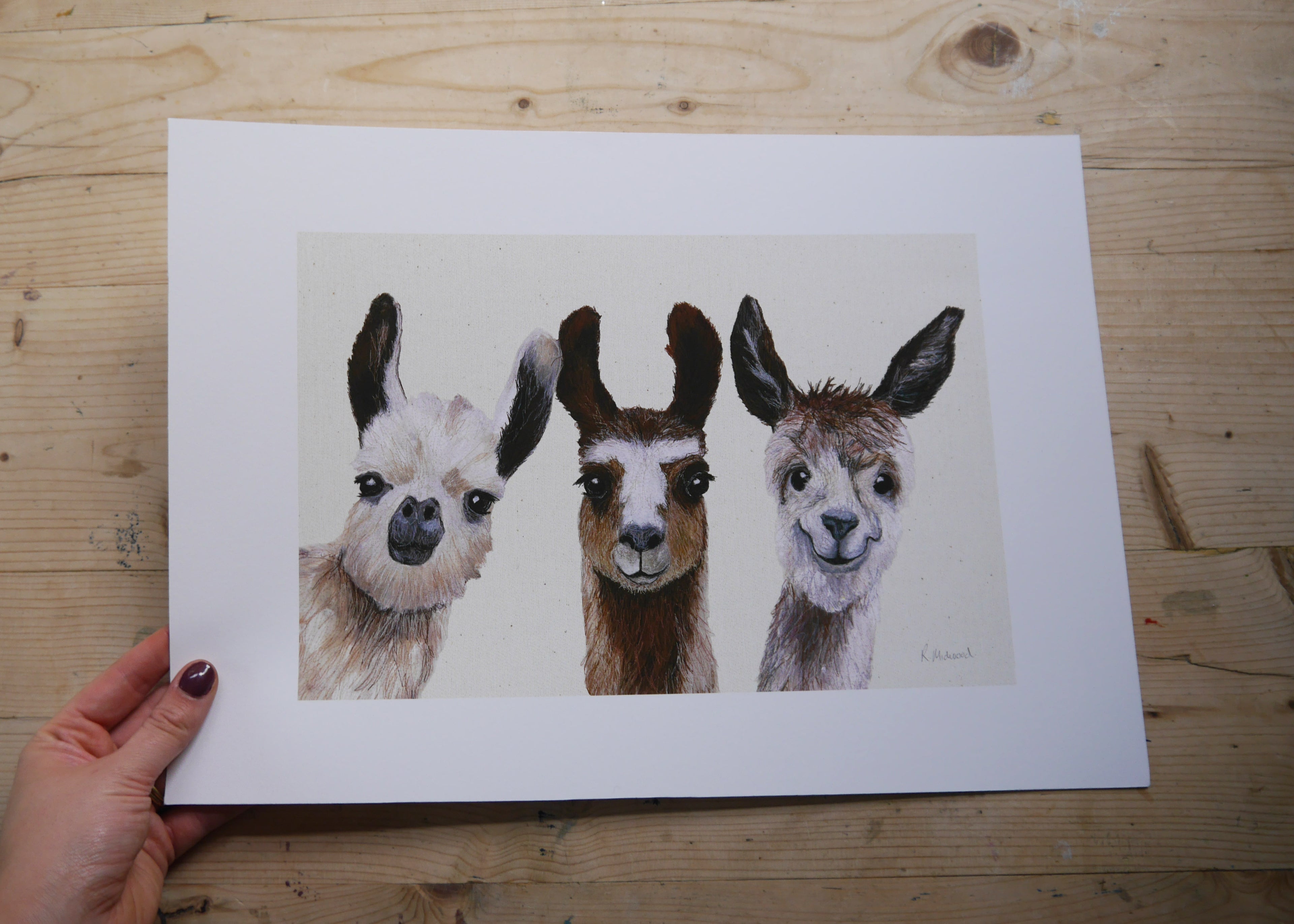 Llamas Art Print
