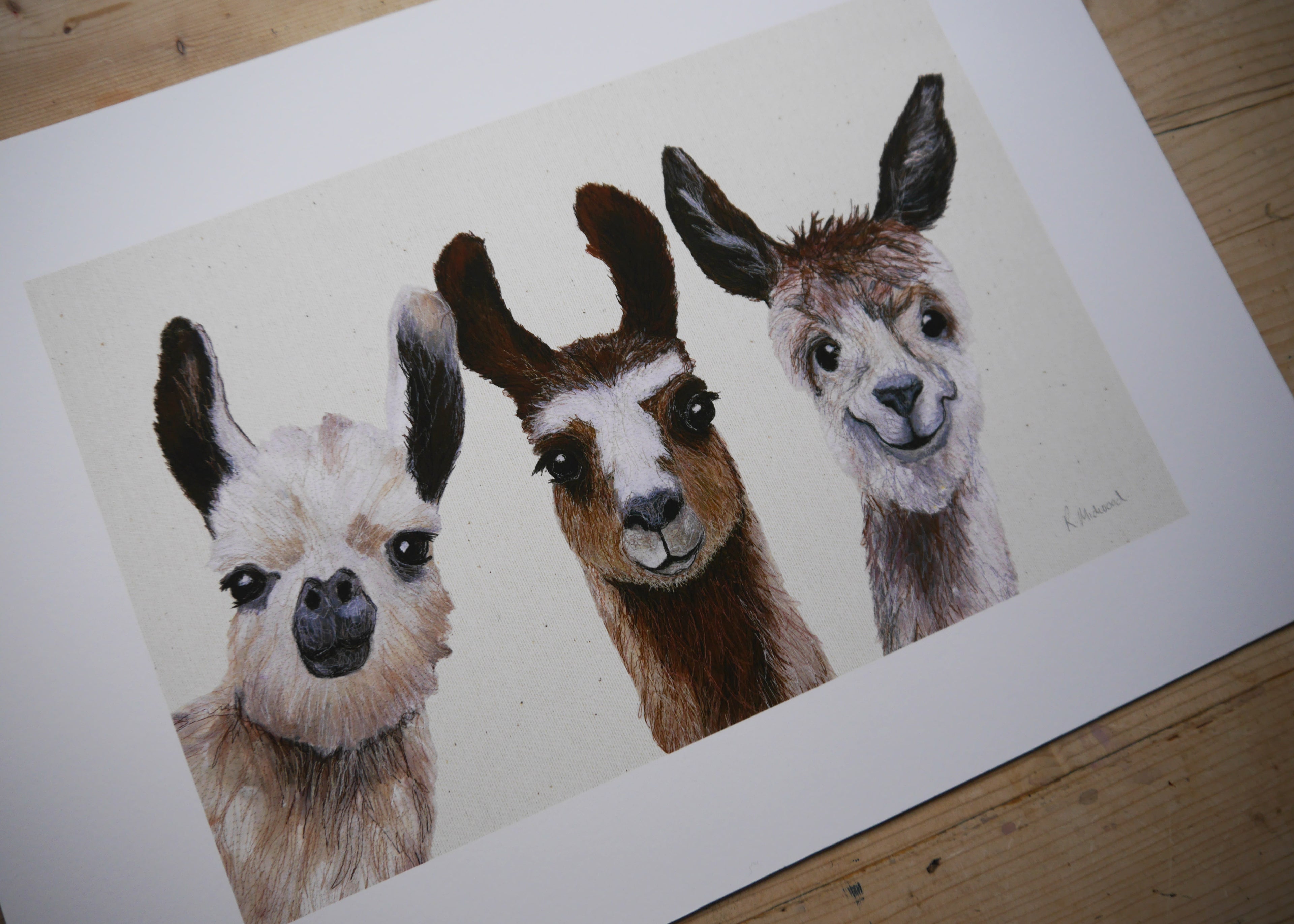 Llamas Art Print