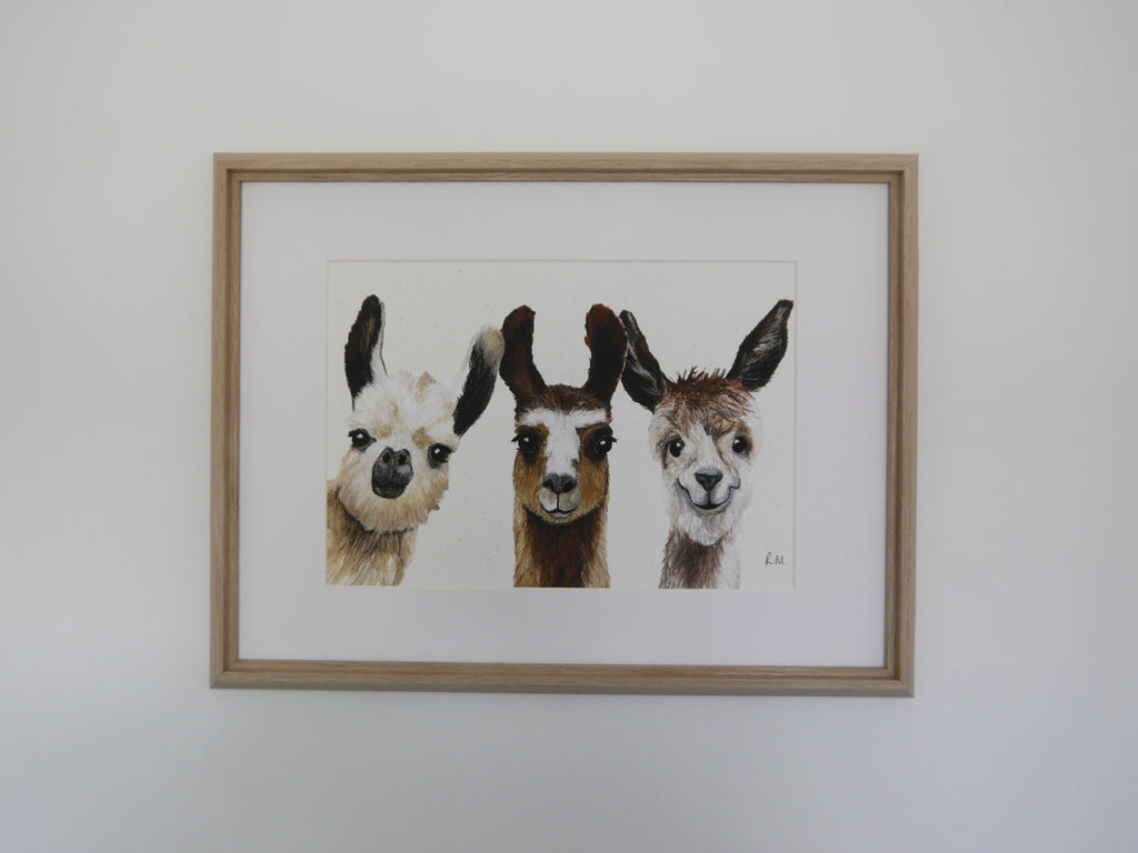 Llamas Art Print