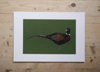 Pheasant Art Print