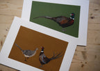 Pheasant Art Print