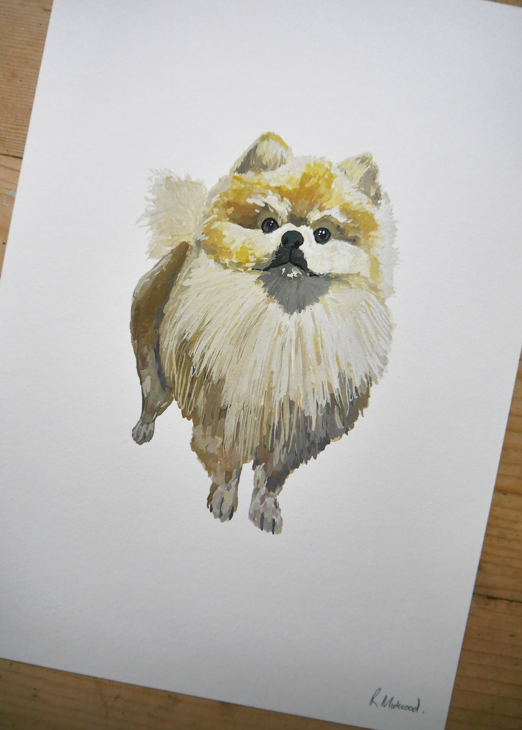Pomeranian Dog Print