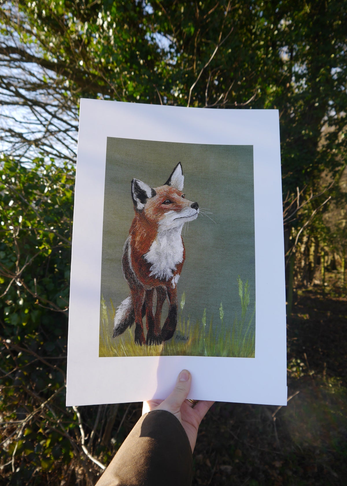 Fox Art Print