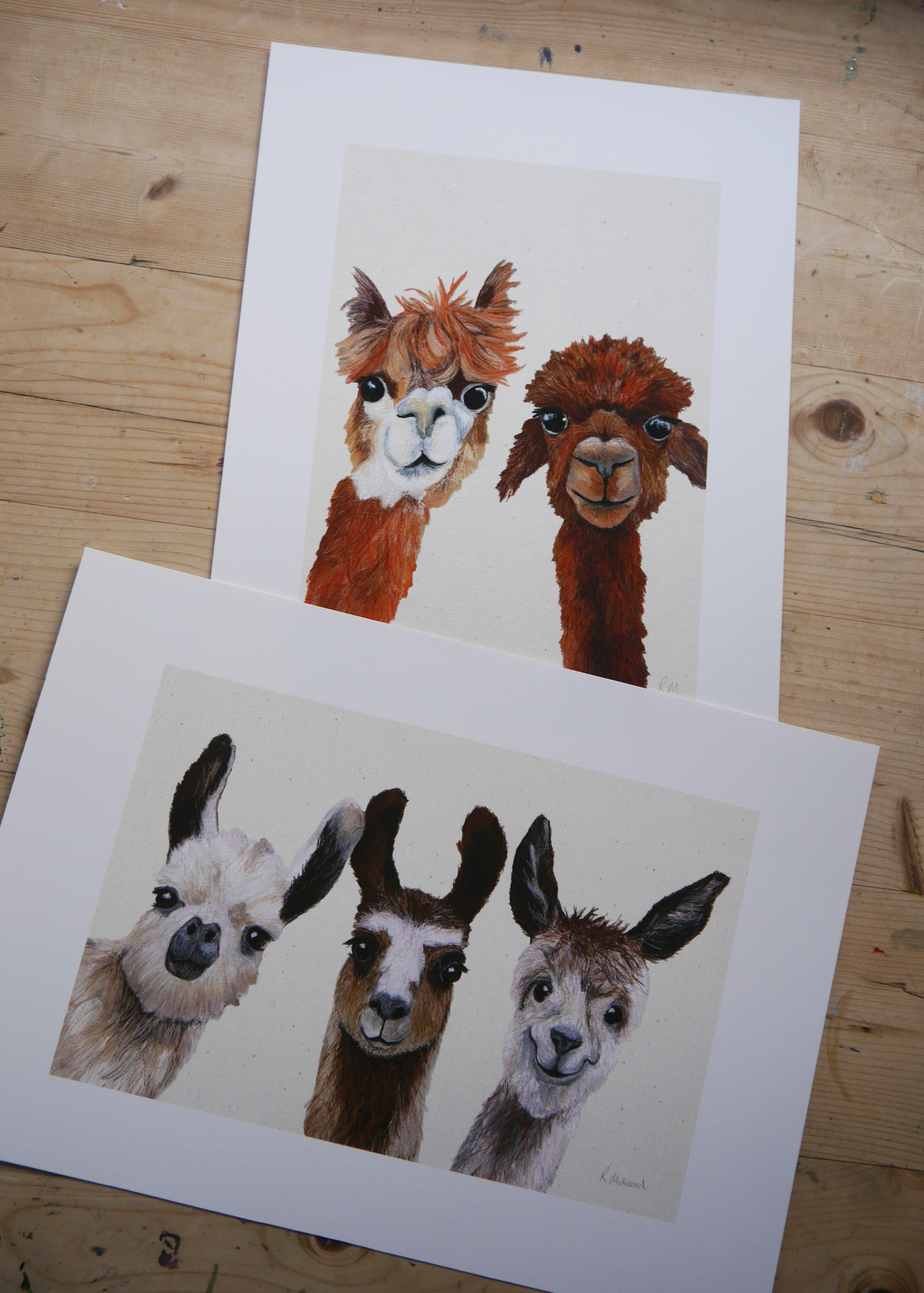 Llamas Art Print