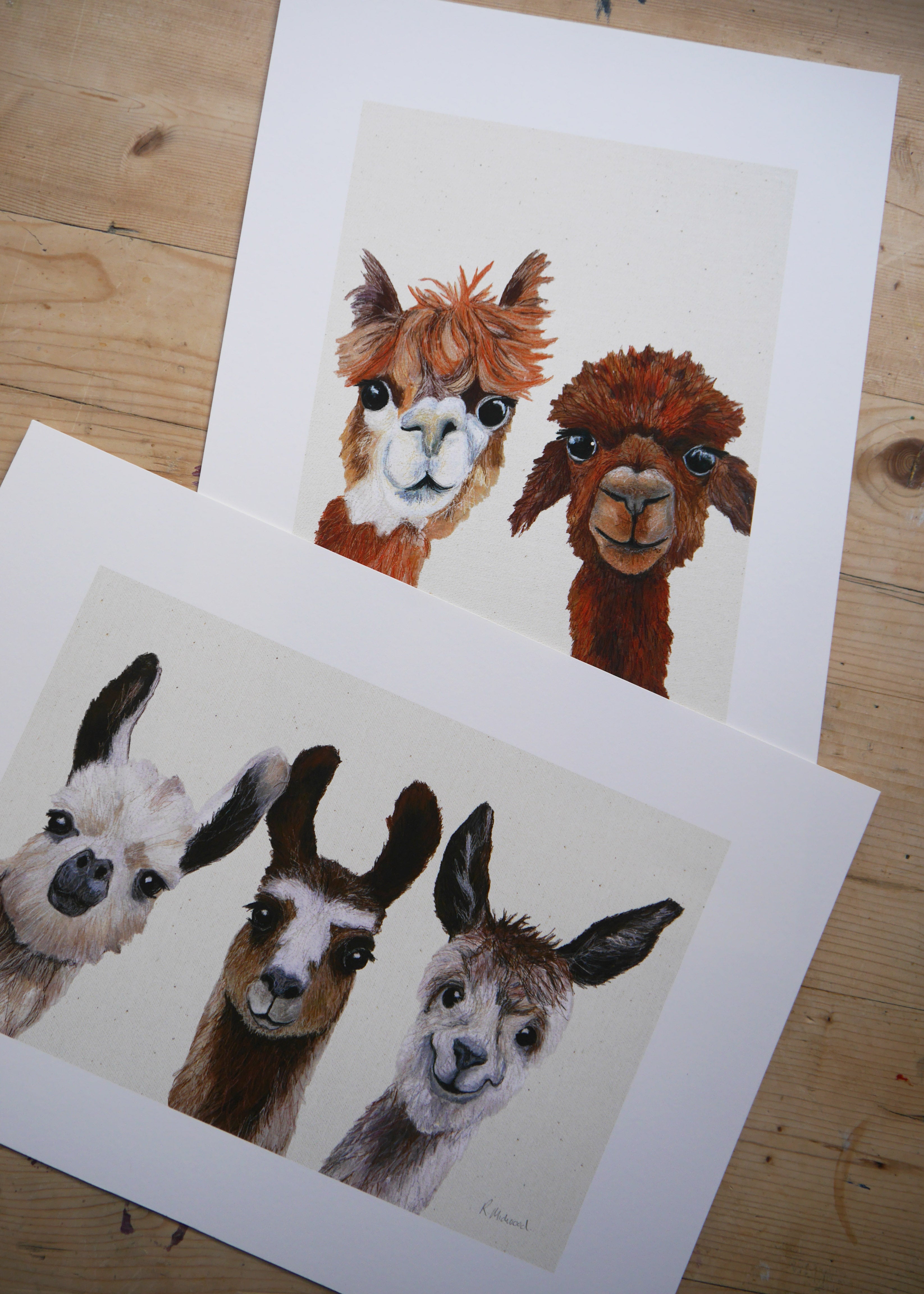 Alpacas Art Print